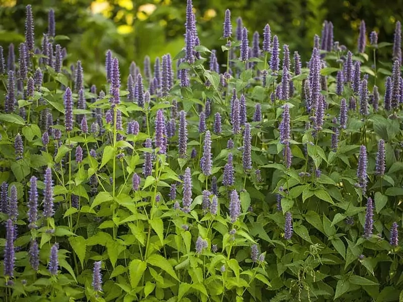 Anise Hyssop