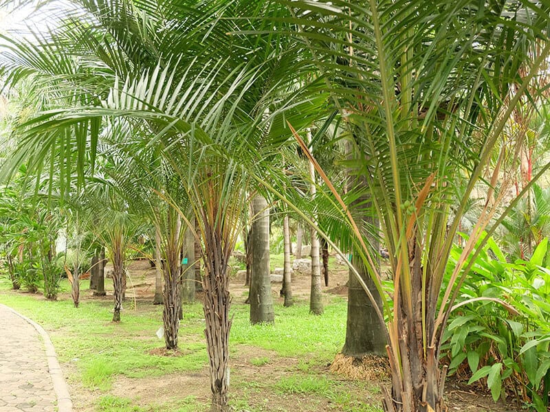 Arikury Palm