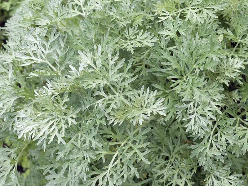 Artemisia Absinthium