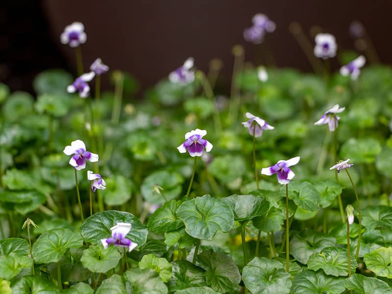 Australian Violet