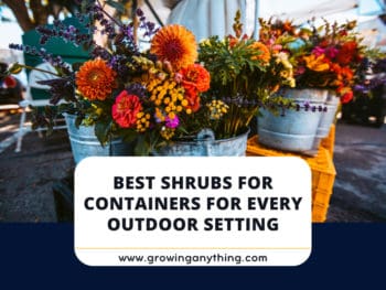 Best Shrubs For Containers