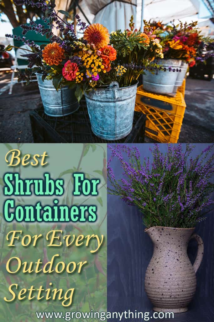 Best Shrubs For Containers