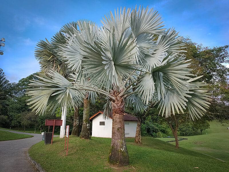 Bismark Palm