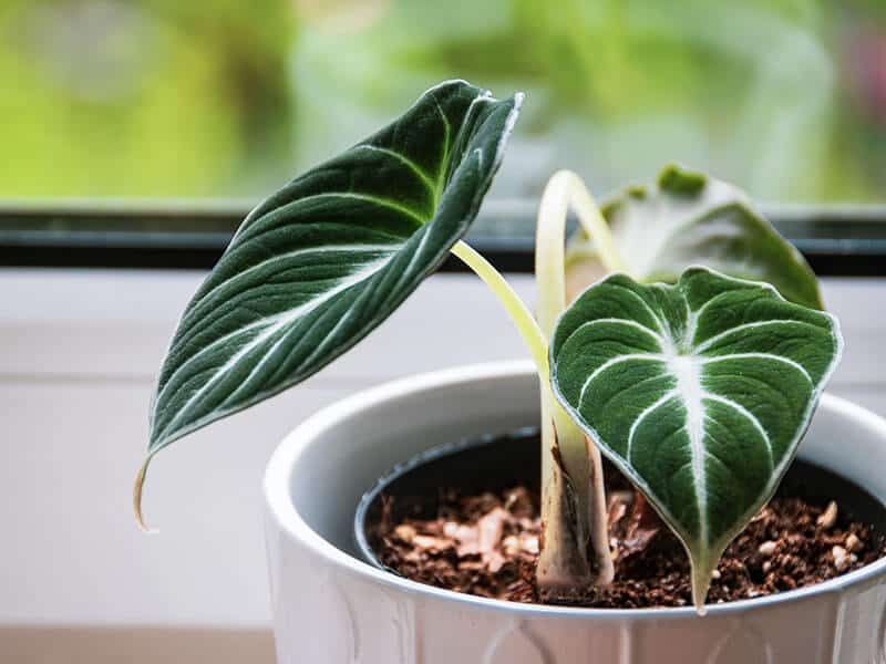 Black Velvet Alocasia