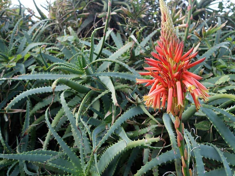 Blooming Flowers On Aloe Vera