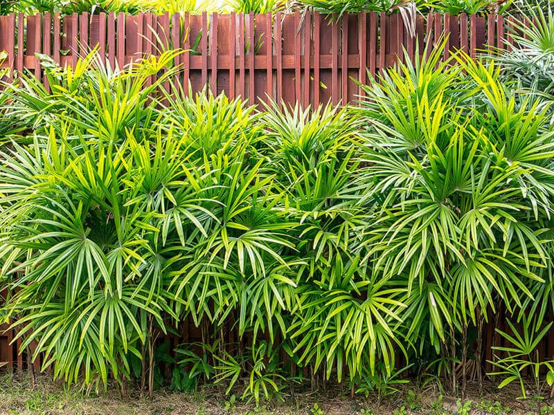 Broadleaf Lady Palm