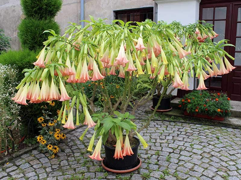 Brugmansia Suaveolens