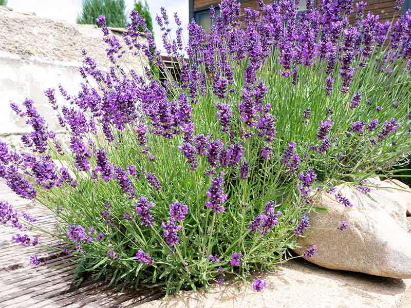 Bushes Lavender Landscape