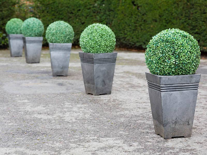 Buxus Boxwood Topiary Pots Garden