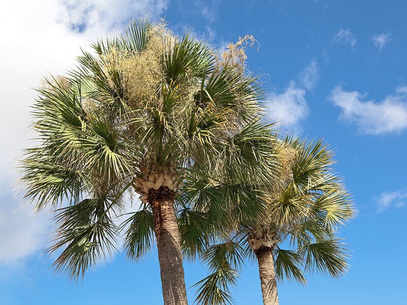 Cabbage Palm