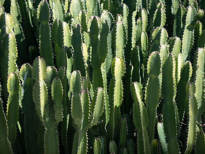 Cactus Backdround