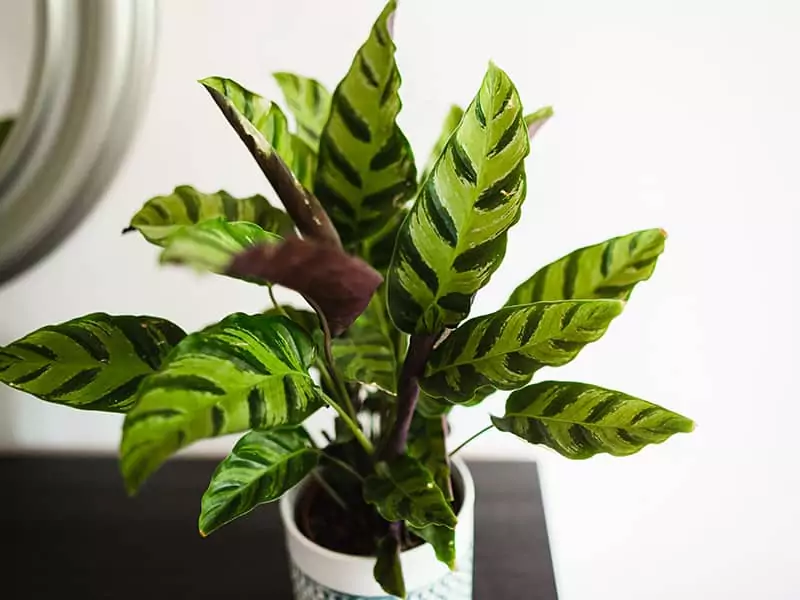 Calathea Albertii