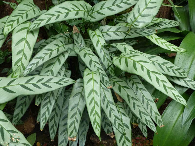 Calathea Bachemiana