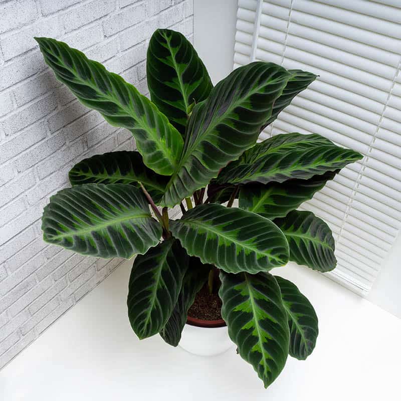 Calathea Jungle Velvet