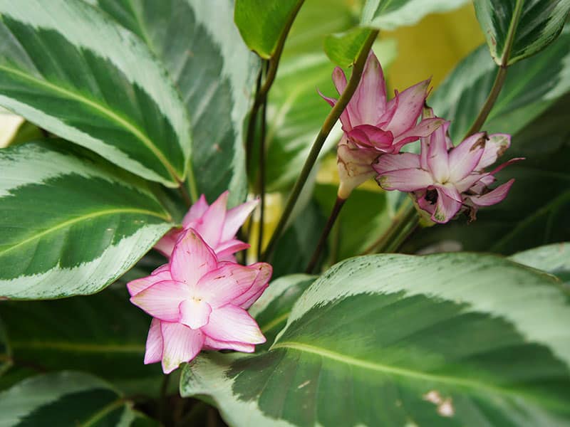 Calathea Loeseneri Brazilian Star