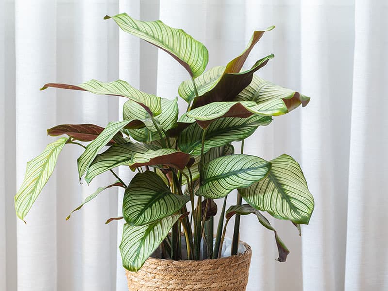 Calathea Majestica Whitestar