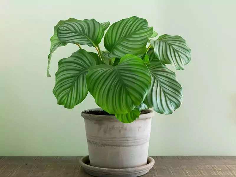 Calathea Orbifolia