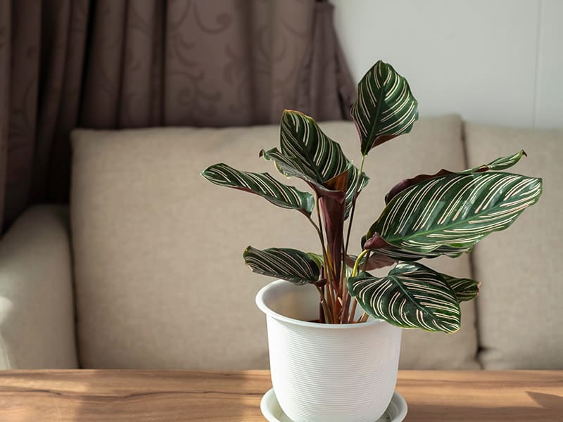 Calathea Pinstripe