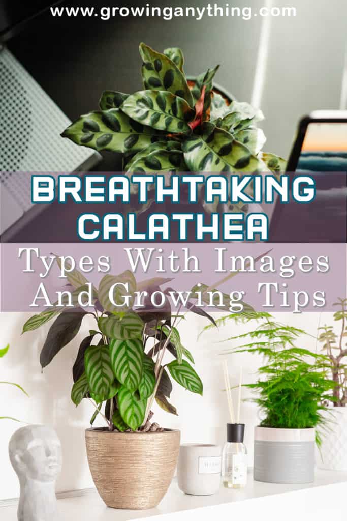 Calathea Types