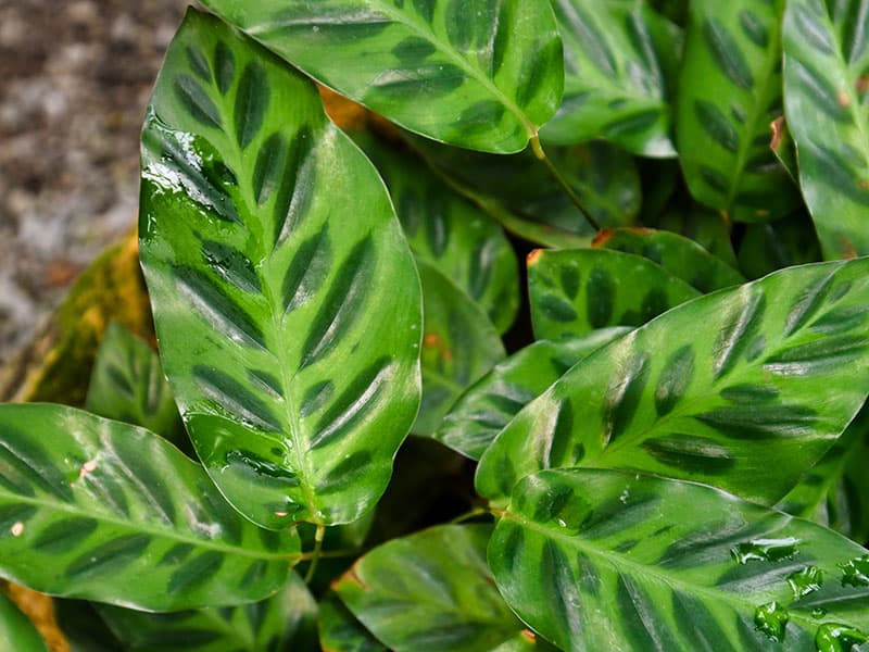 Calathea Wiotii