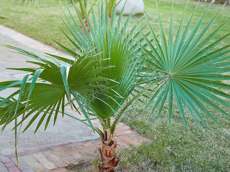 California Fan Palm