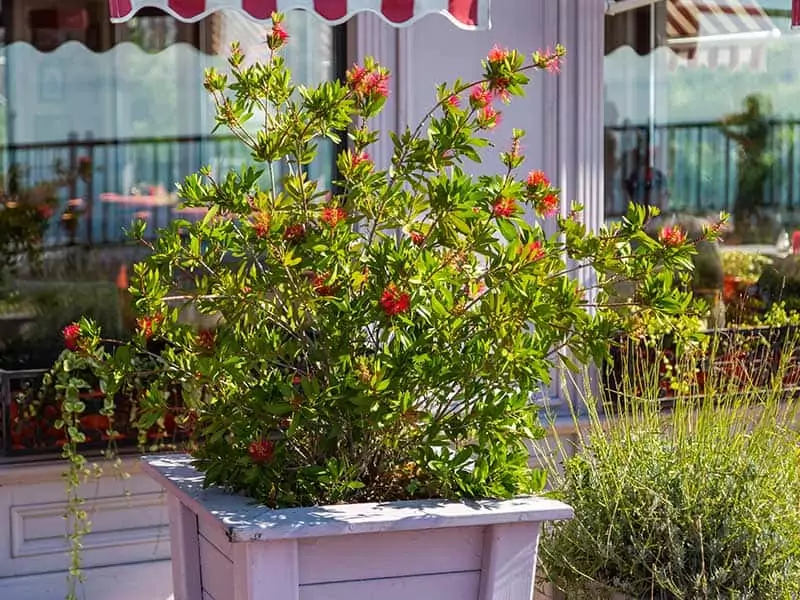 Callistemon Citrinus Red