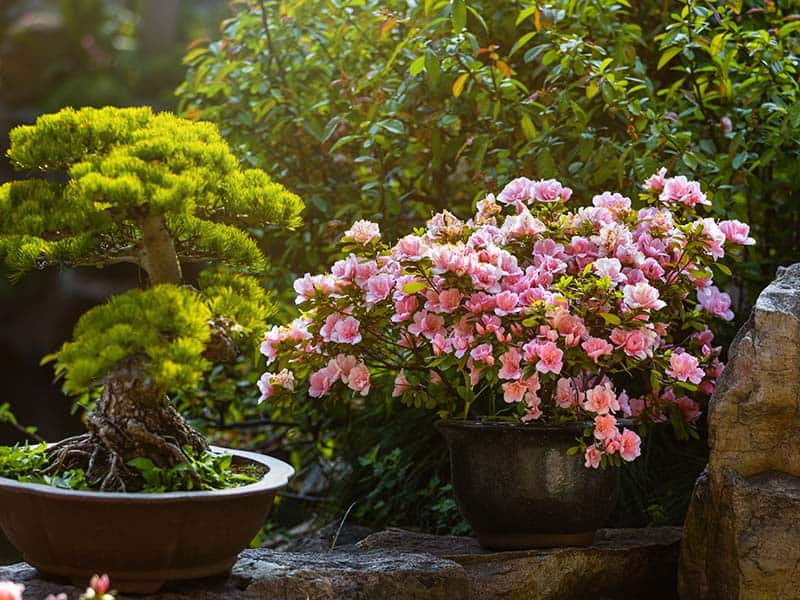 Camellia Shrubs