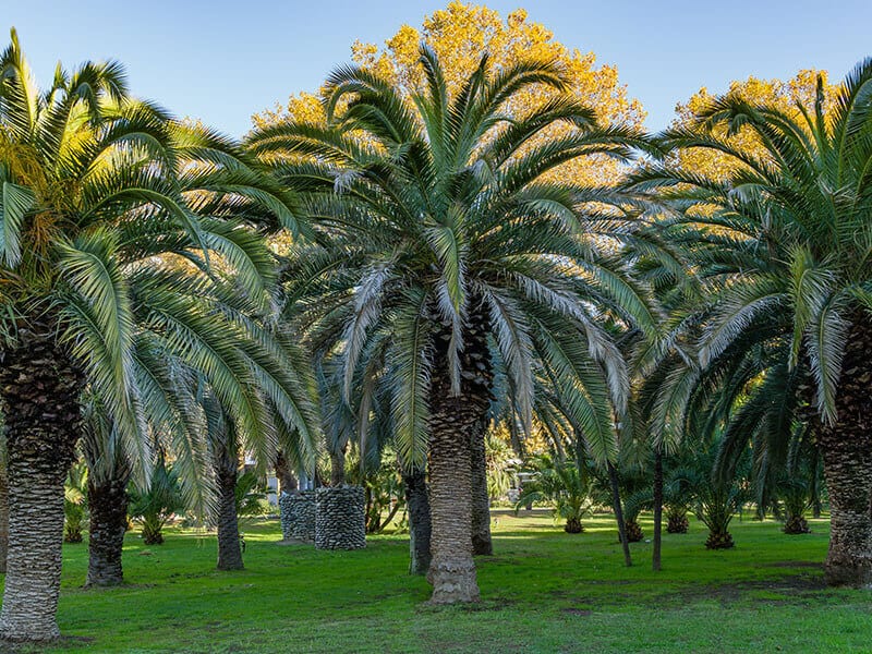 Canary Island Date Palm