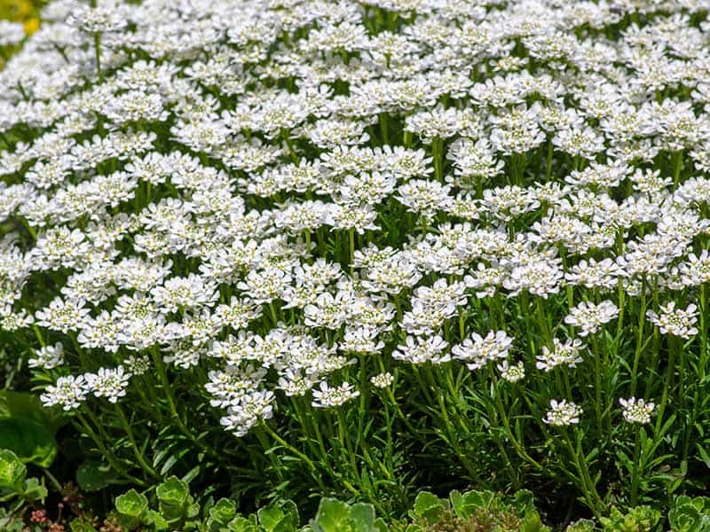 Candytuft Perenial Flowers
