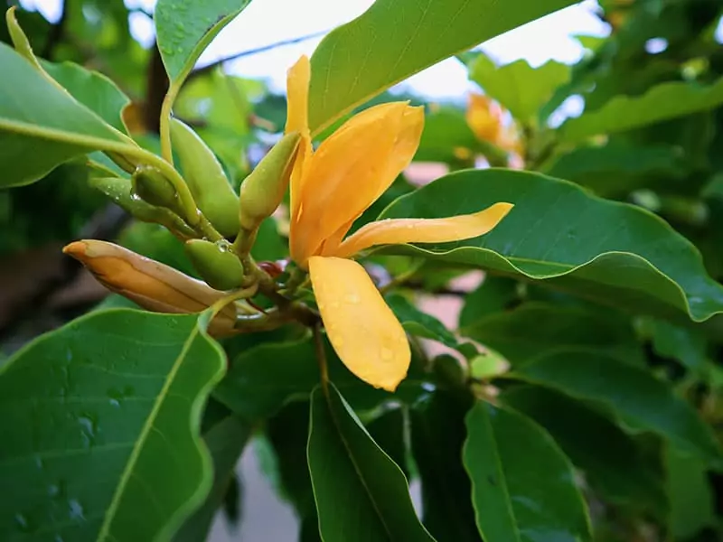 Champaca Magnolia