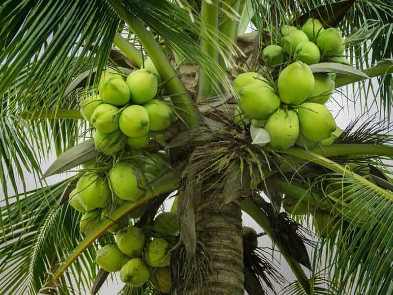 Chandrakalpa Coconut