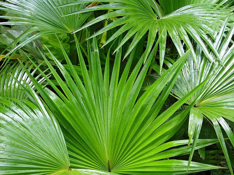 Chinese Fan Palm