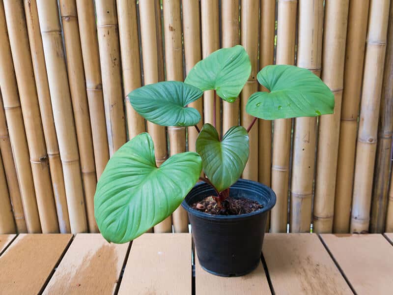 Chinese Taro Alocasia