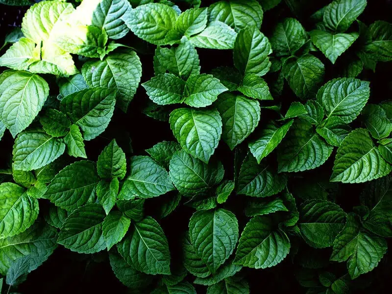 Clove Basil