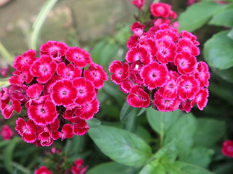 Colorful Dianthus Flower