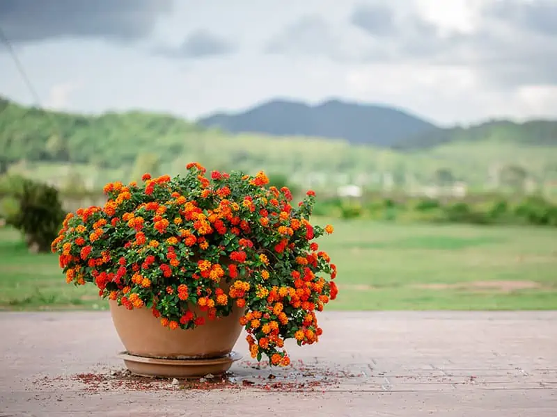 Colorful Flowers Common Lantana