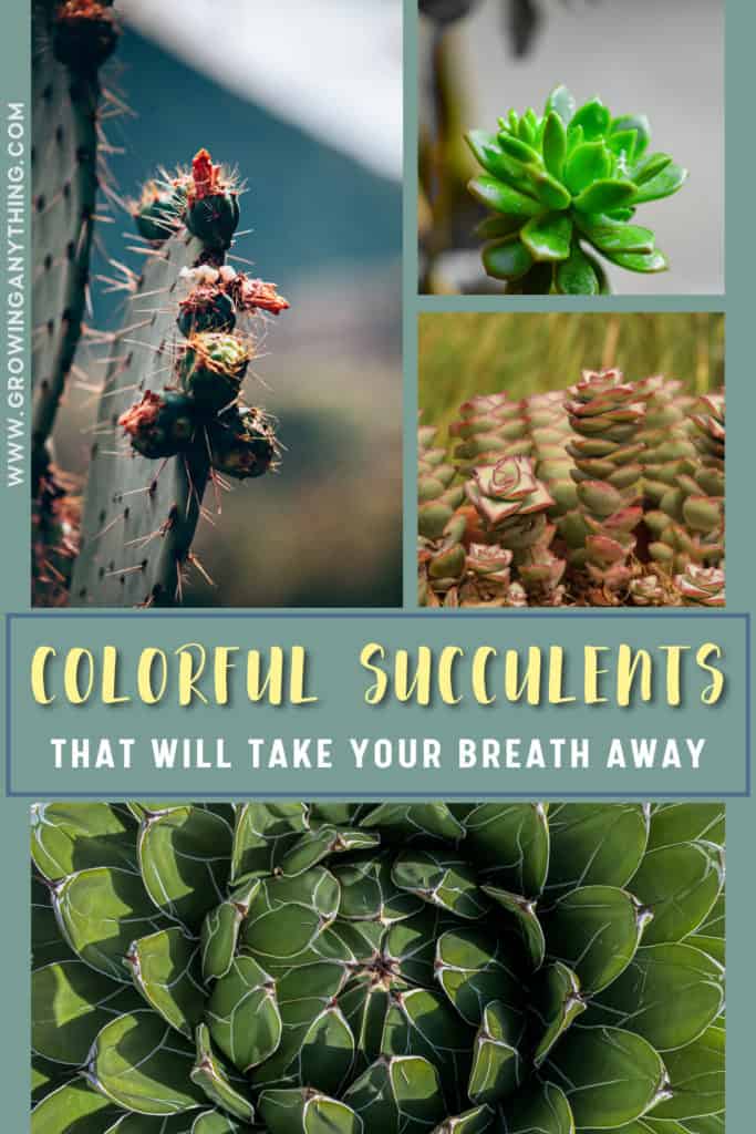 Colorful Succulents