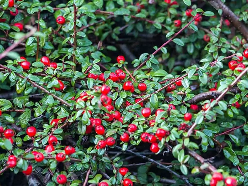 Cotoneaster Dammeri