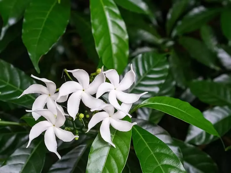 Crepe Jasmine