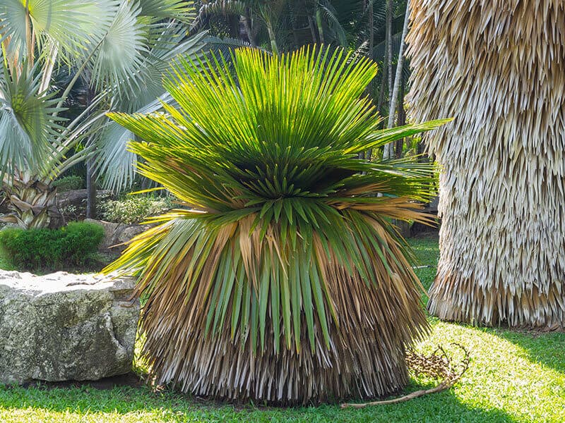 Cuban Petticoat Palm