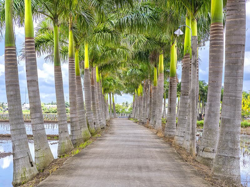 Cuban Royal Palm