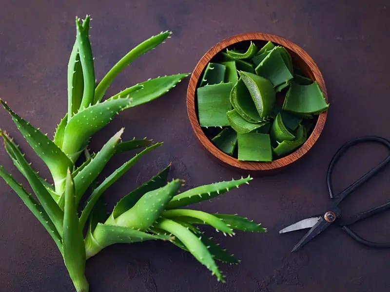 Cut Aloe Vera Leaves