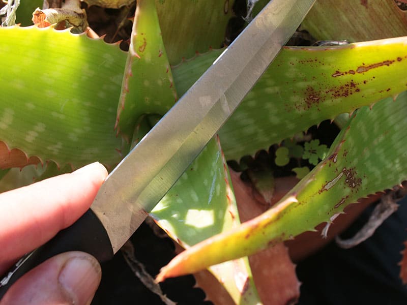 Cutting Damaged Aloe Vera Plant