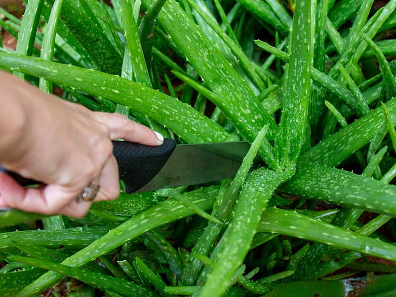 Cutting Of Aloe Vera With Sharp Knife