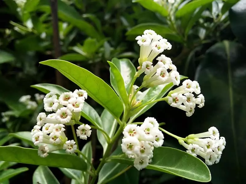 Day Blooming Jasmine