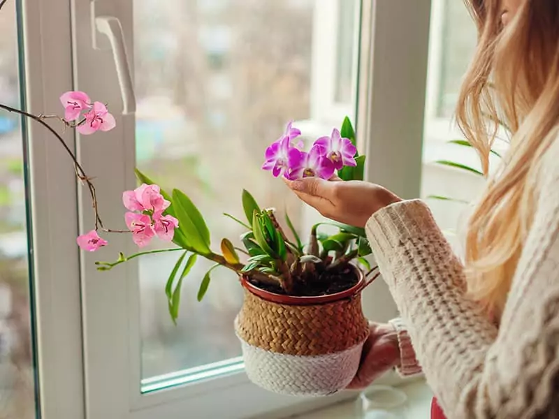 Dendrobium Orchid