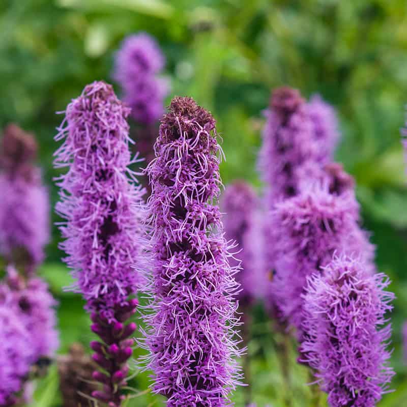 Dense Blazing Star