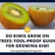 Do Kiwis Grow On Trees