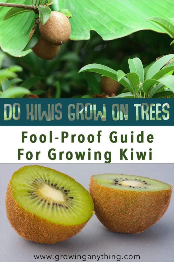 Do Kiwis Grow On Trees