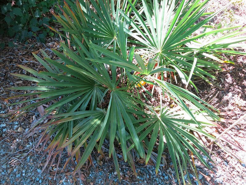 Dragonhead Palm